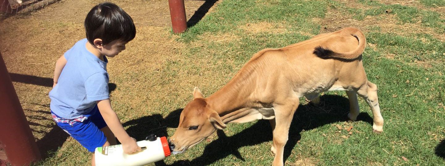 Kuranda, Cairns | KUR-COW Barnwell Farm Experience/Horse Riding/ATV  Adventure/Waygu Cuisine Taste | FIT Travel Australia
