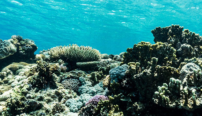 lady musgrave island 07