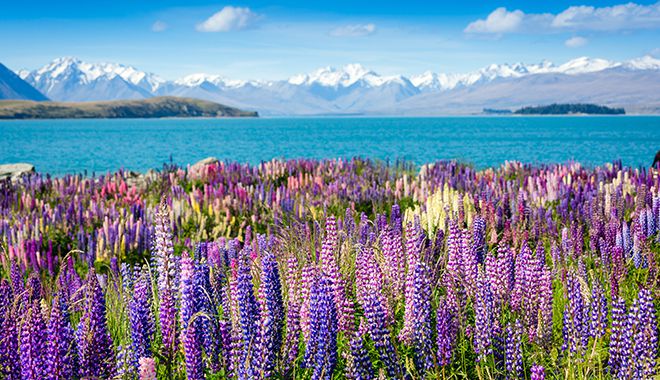 lake tekapo 3