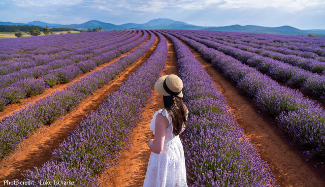 lavender farm with credit1