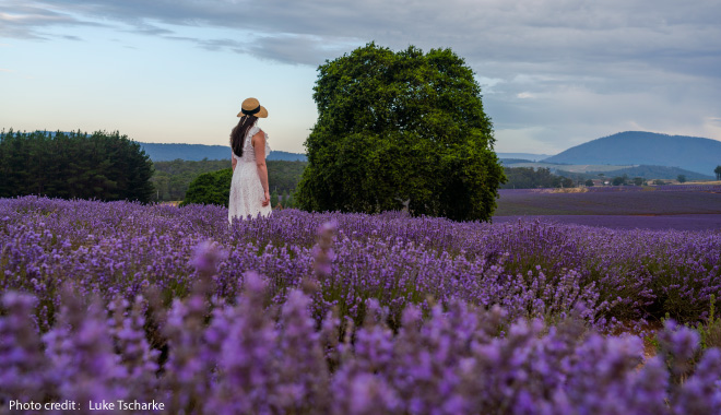lavender farm with credit3