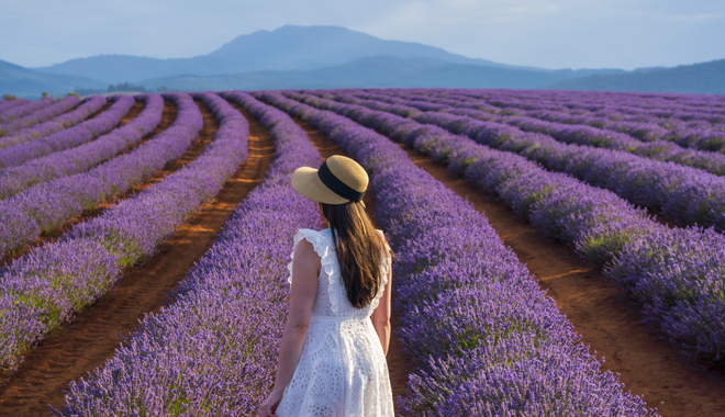 Bridestowe Lavender Estate