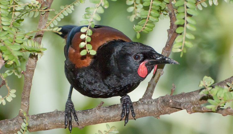 light houseTiritiri Matangi Island 03