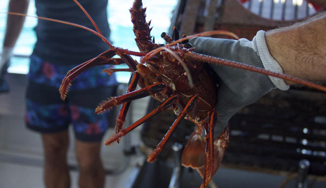 lobster cruise WA 002