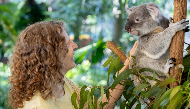 lone pine koala close up