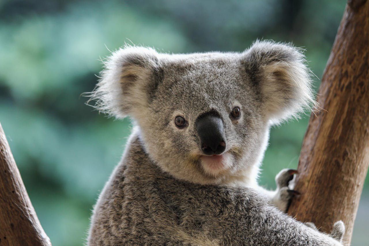 lone pine koala sanctuary 7 jpg