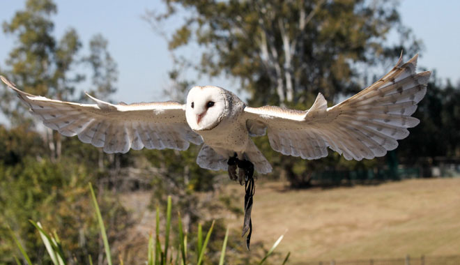 lone pine sanctuary10