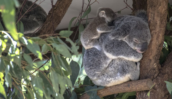 A Koala with a Young at the Lone Pine Sanctuary in Brisbane, Australia
