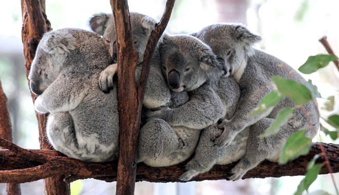 lone pine sanctuary6