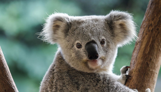 lone pine sanctuary8