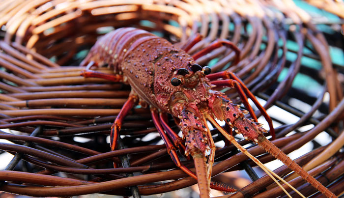 luxe Island Seafood Cruise7