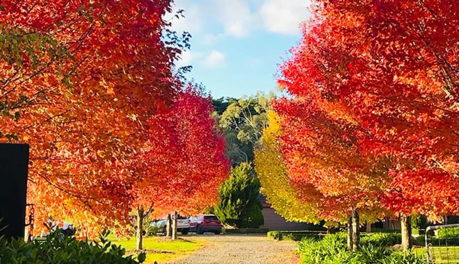 mel autumn leaves 00