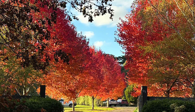 mel autumn leaves 003