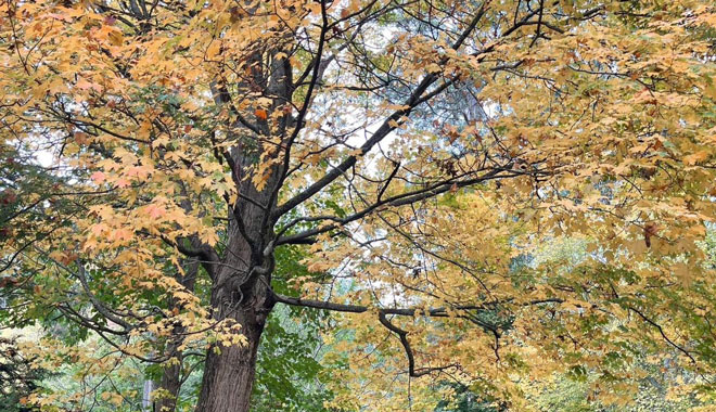 melb autumn leaves 008