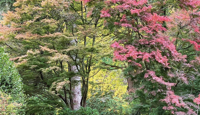 melb autumn leaves 011