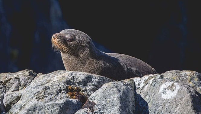 milford sound coach nature cruise fly 4 jpg