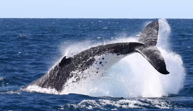 moon shadow whales