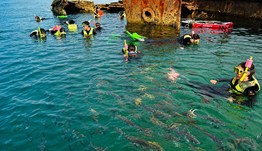 moreton island snorkelling