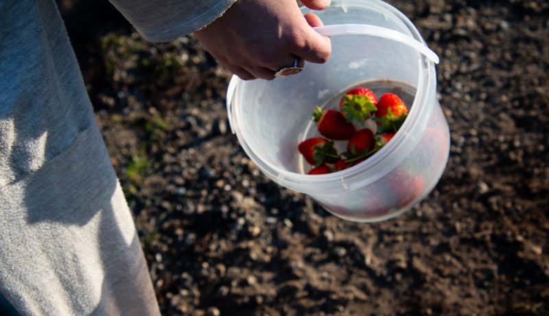mornington strawberry