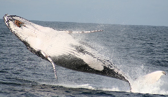 one day port stephens chinese tour 1 2 jpg