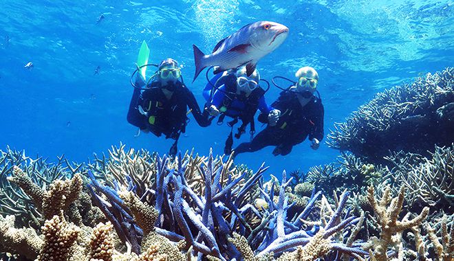outer barrier reef pontoon platform learn to dive corals