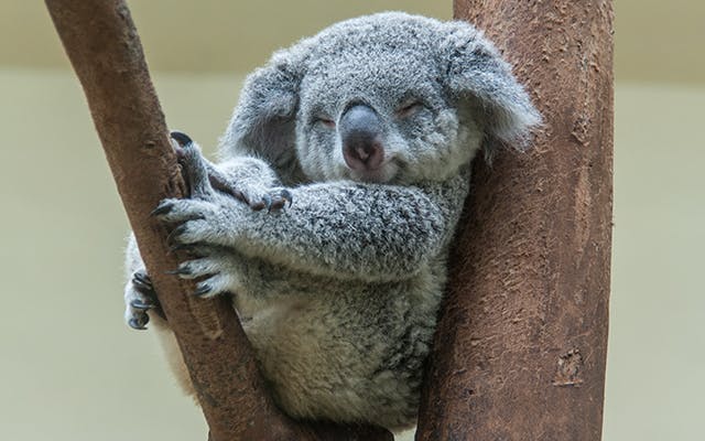 pc d 1805867 wbs 6 koala jpg
