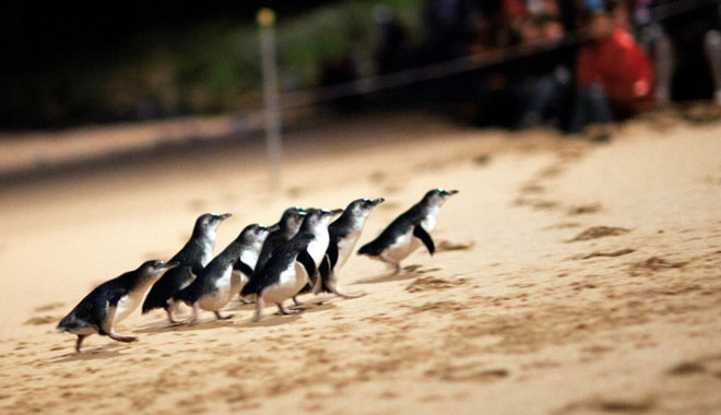 penguin parade 0506