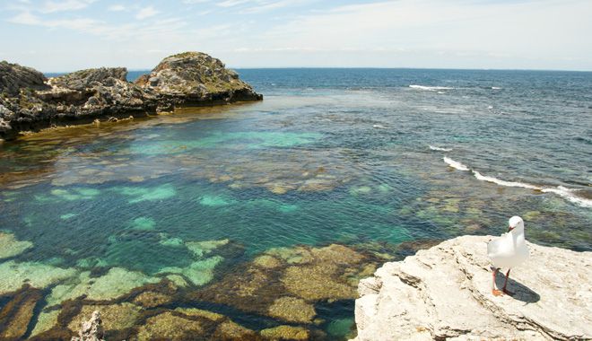 perth rottnest island 13