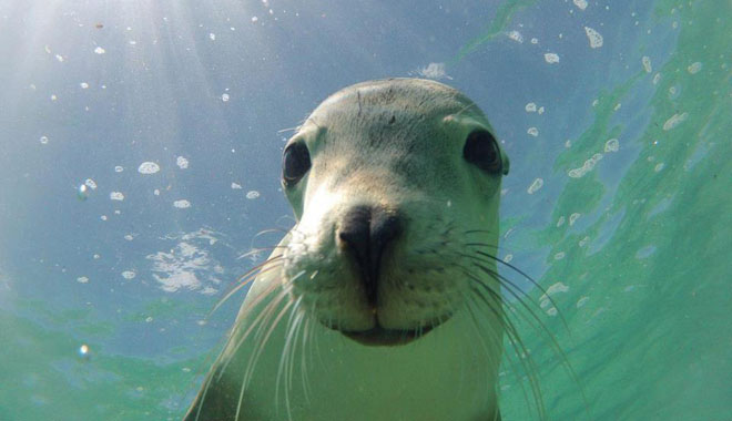 perth rottnest island 2