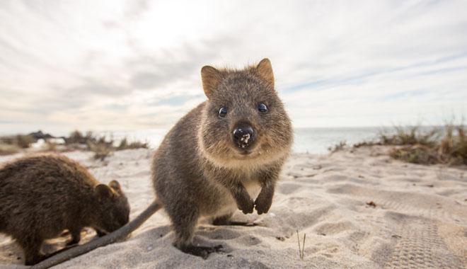 perth rottnest island 3