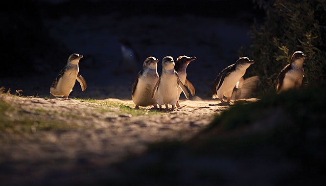 phillip island 5 jpg