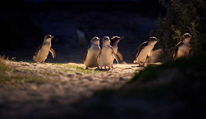 phillip island 8