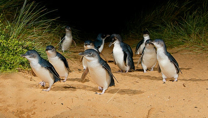 phillip island 9 jpg