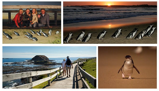 phillip island penguin jpg