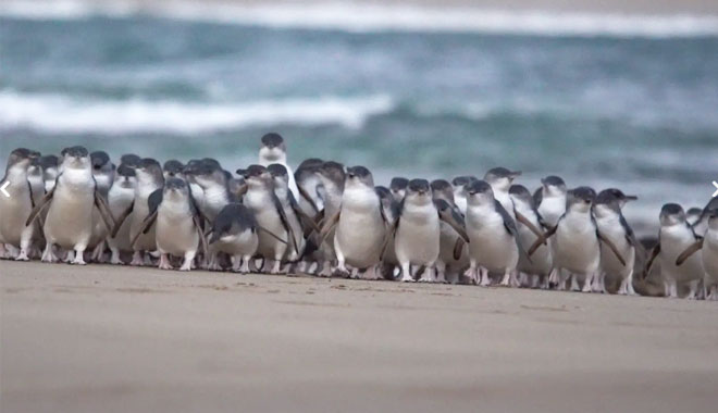 phillip island tour1