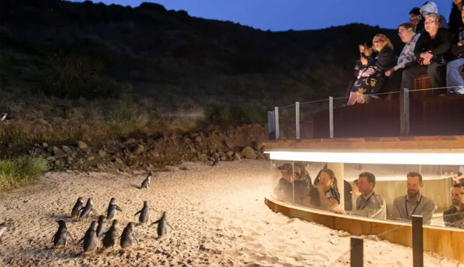 phillip island tour11