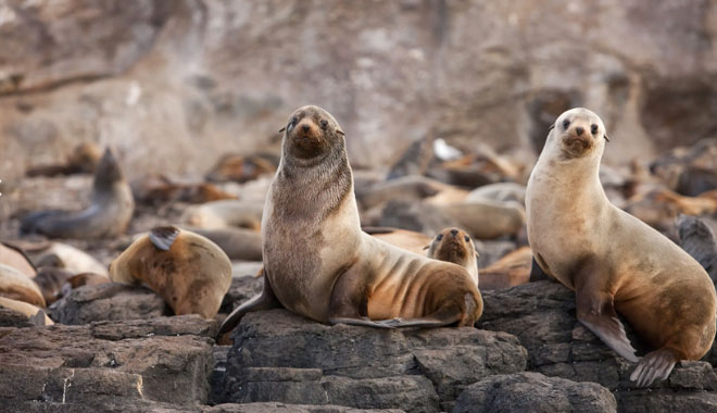 phillip island tour4