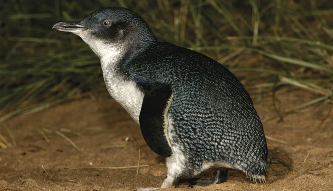 phillip island tour5