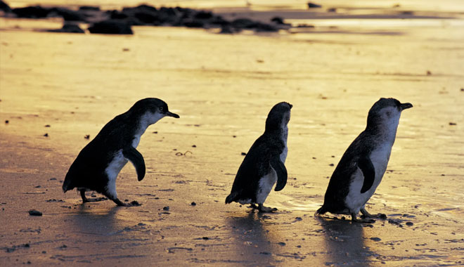phillip island tour6