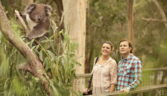 phillip island tour8