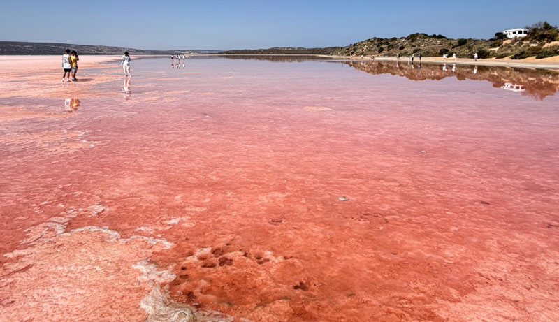 pink lake 2026  001