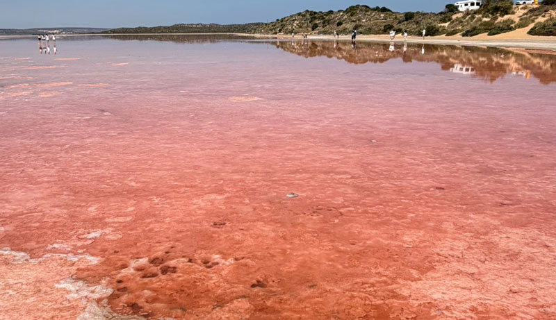 pink lake 2026  002