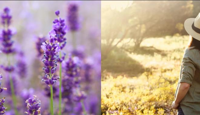 pinnacle lavender 005