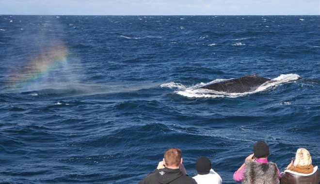 port stephens dolphin cruise and dunes package new south wales1