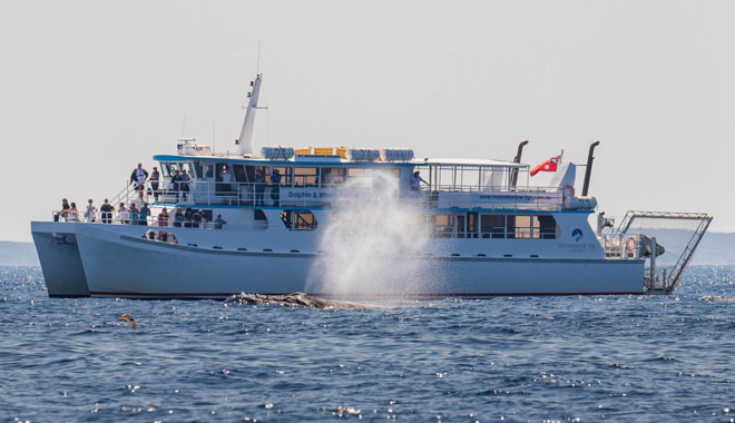 port stephens dolphin cruise and dunes package new south wales10