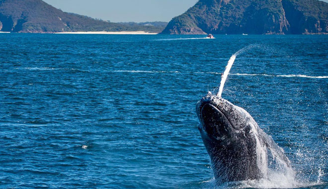port stephens dolphin cruise and dunes package new south wales7