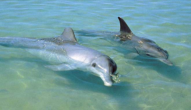 port stephens irukandji shark ray encounters wine tour 4