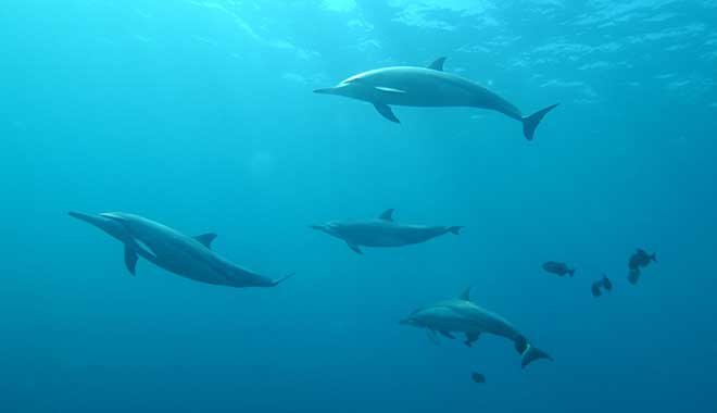 port stephens irukandji shark ray encounters wine tour 8