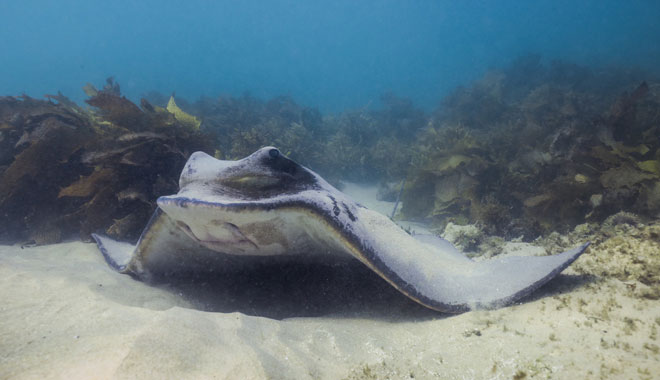 port stephens island snorkeling1