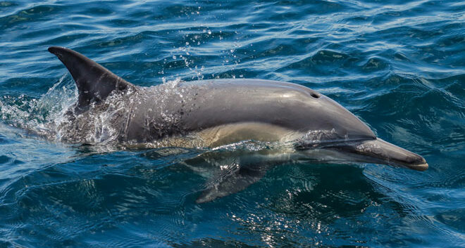 port stephens island snorkeling2